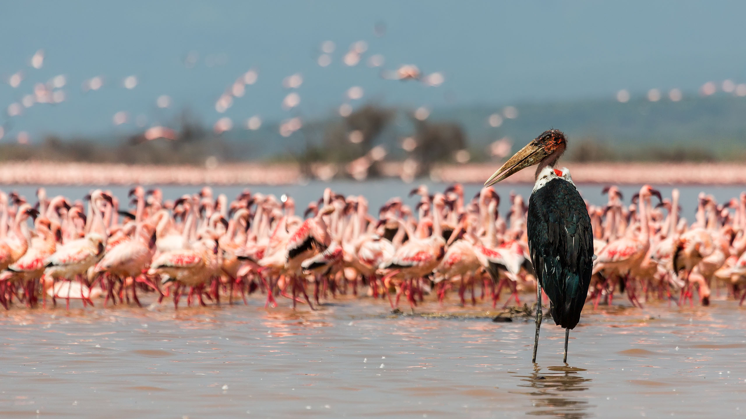 lake-naivasha-longonot-national-park