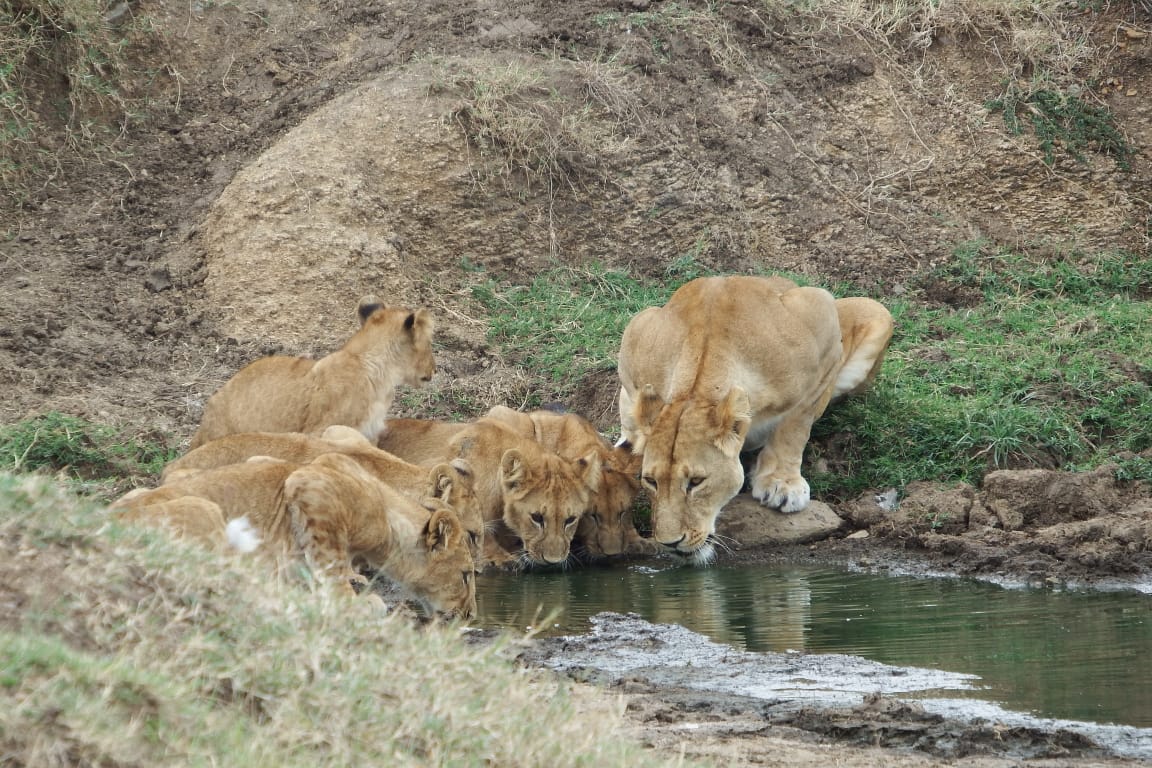 6 Days 5 Nights Ngorongoro/Serengeti/Manyara Road Safari