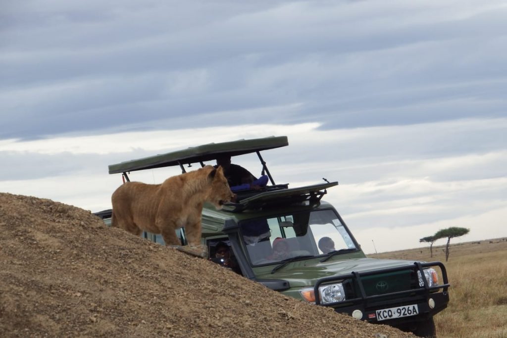 Best-tour-safaris-Travel-in-Kenya-Affordable-tour-in-westlands