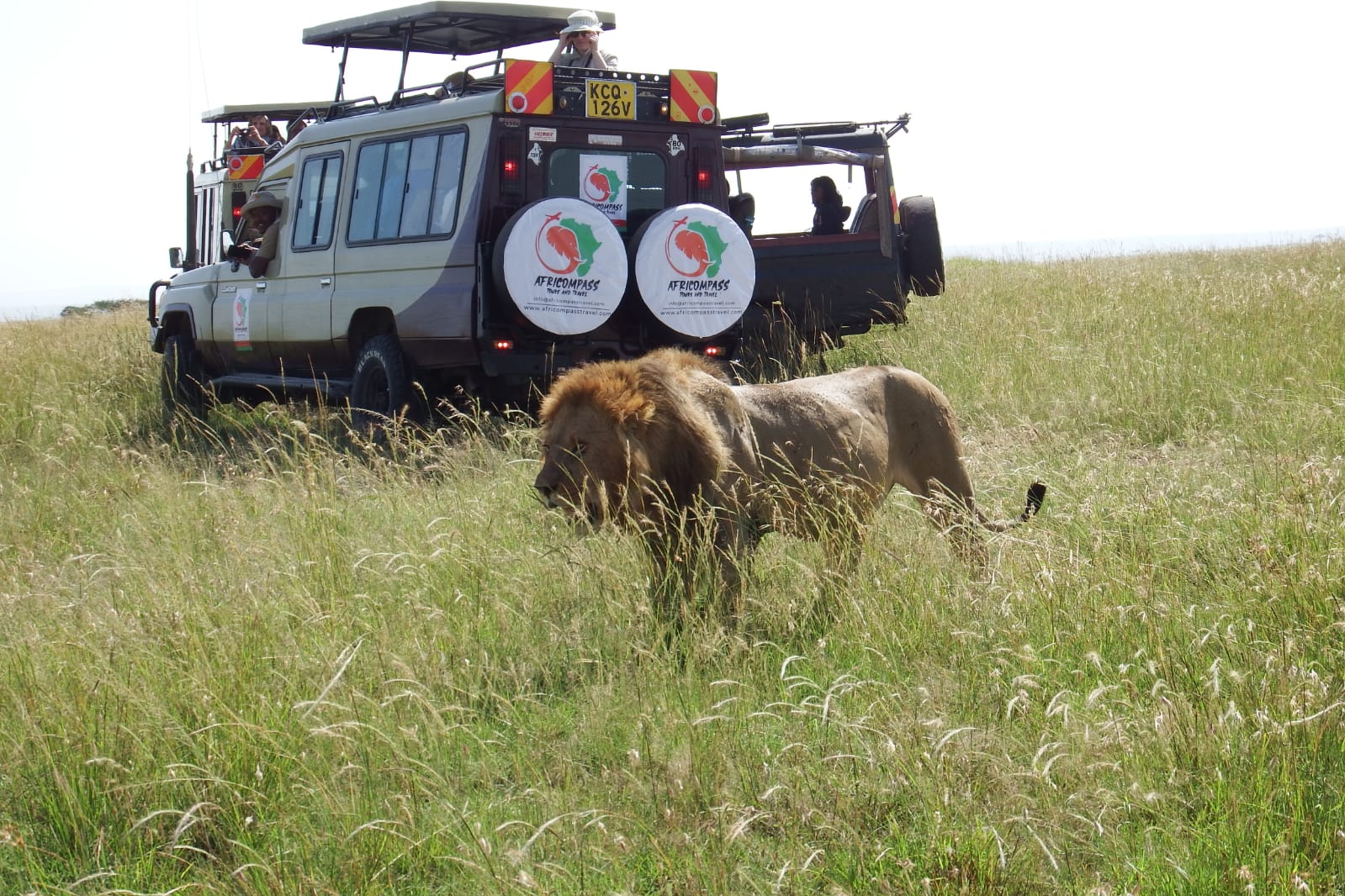 5 Days Best Of Tanzania Safari - AfriCompass Tours & Travel