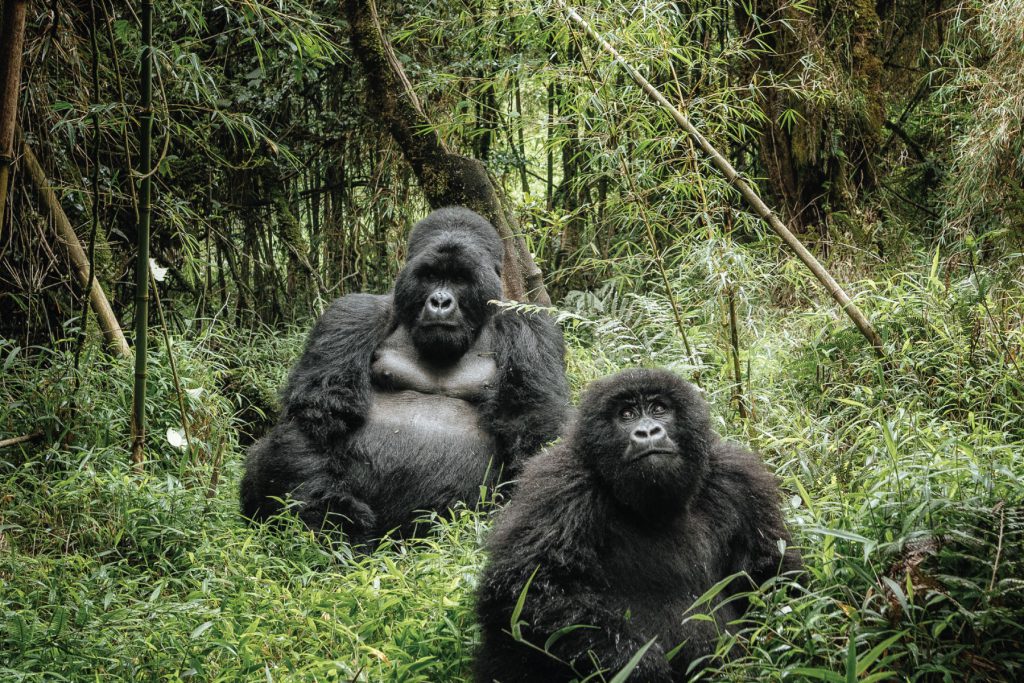 Gorilla and Wildlife Safari