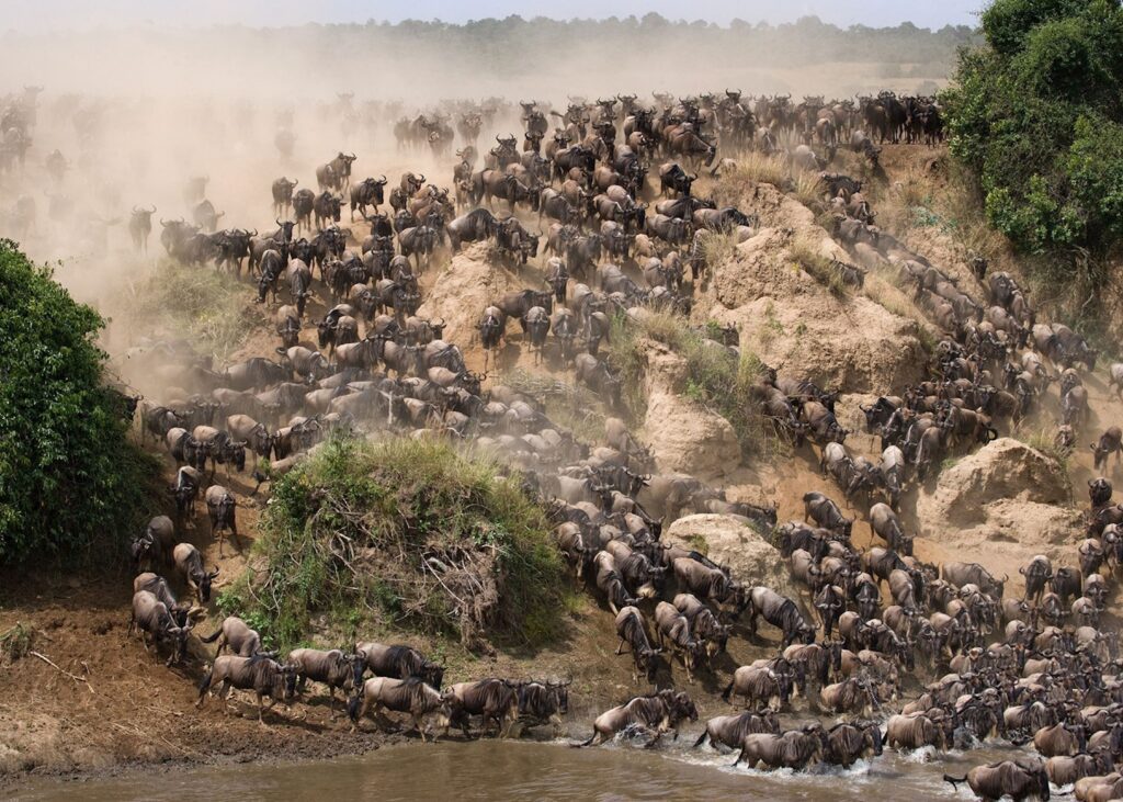 1334865-wildebeest-at-the-mara-river
