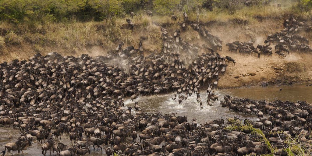 Thousands-of-Moving-Wildebeests