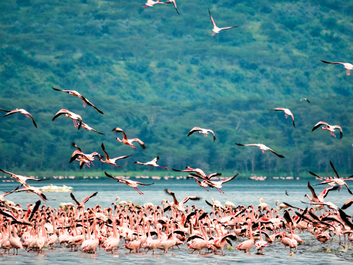 lake-nakuru-national-park