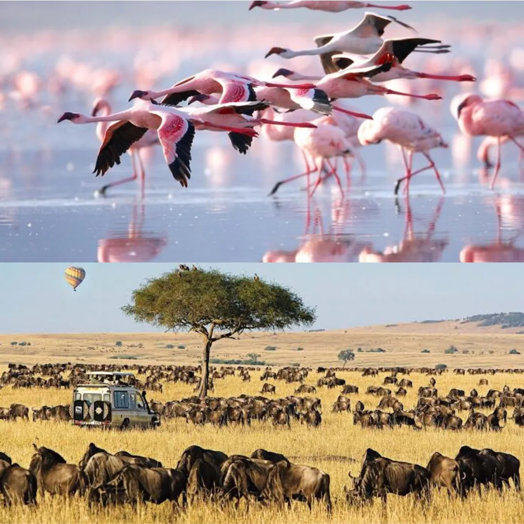 how to book a maasai mara safari