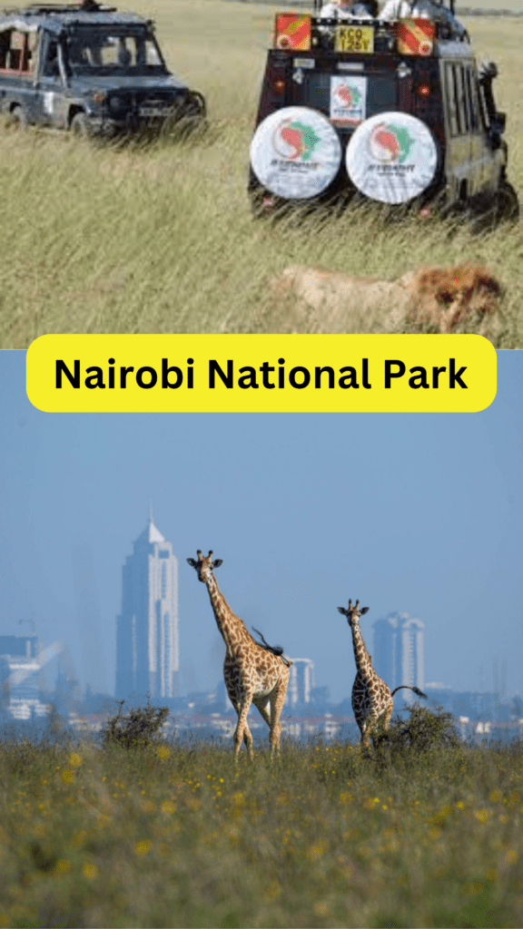 A Guide to Nairobi National Park Entrance Fees