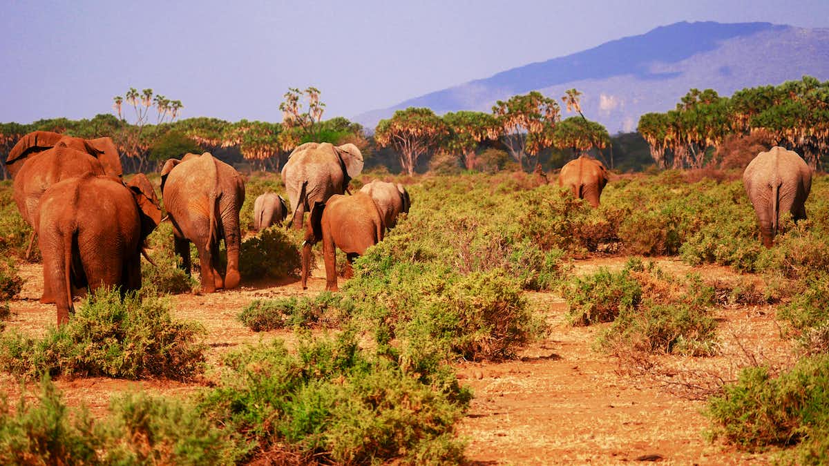 Elephant in Samburu National Reserve