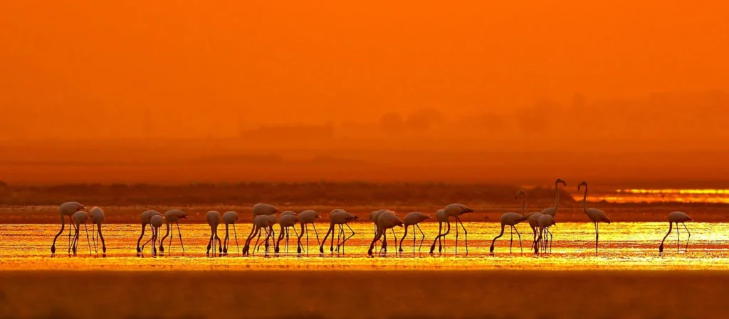 flamingo sunset