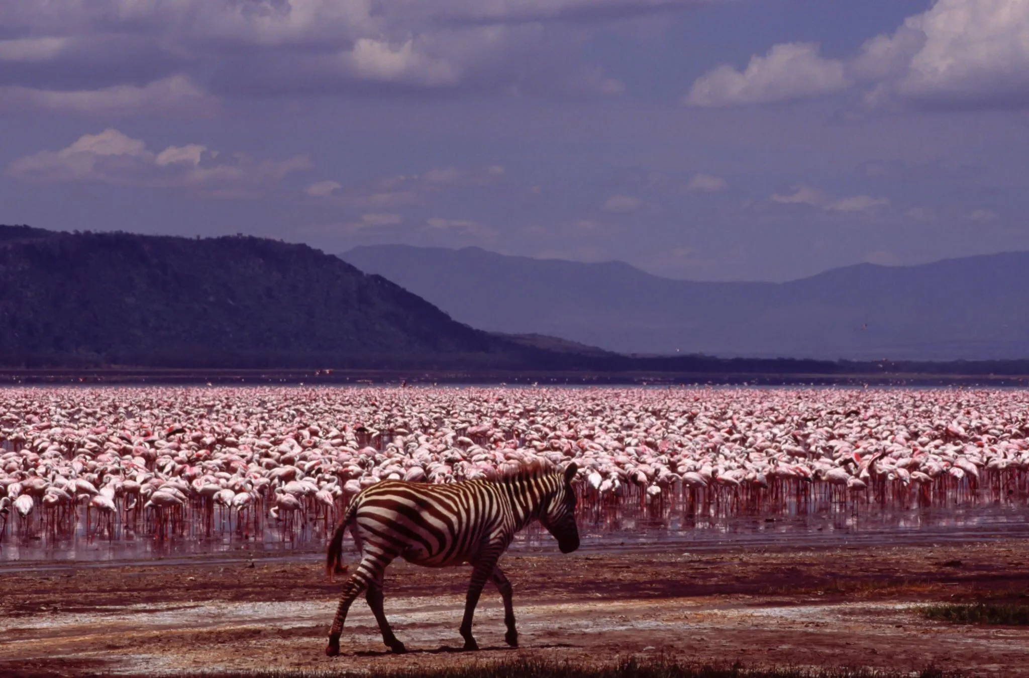 Lake nakuru zebras