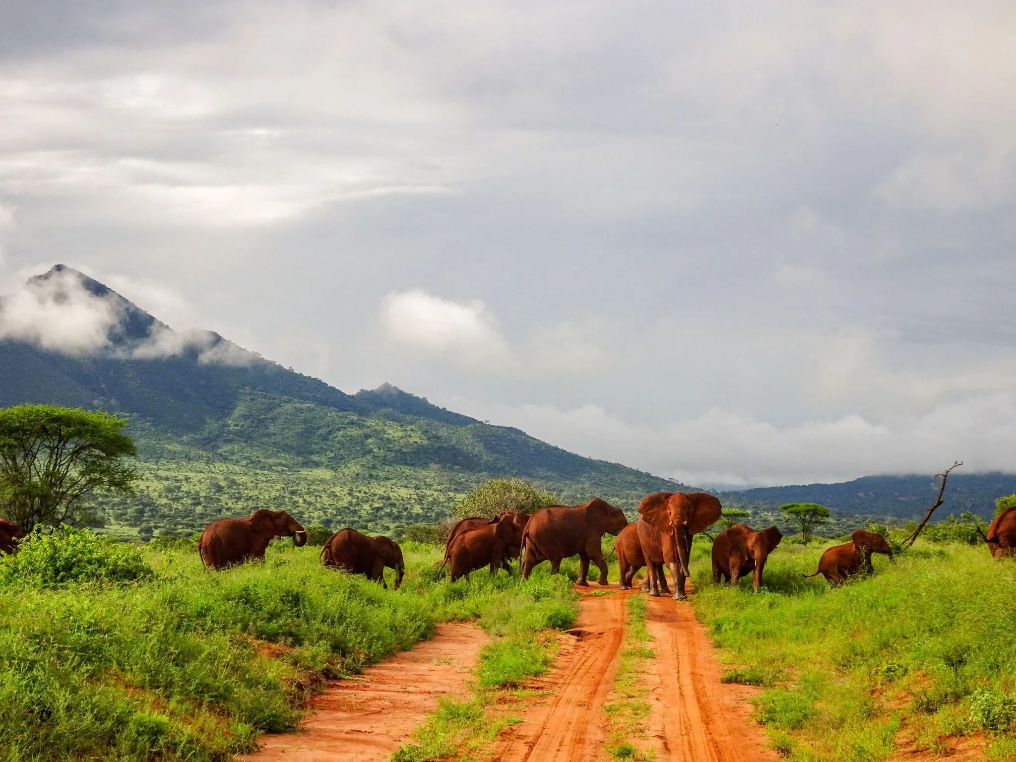 Tsavo National Park landscape