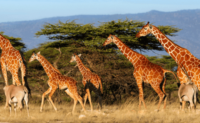 How to Get to Samburu National Reserve