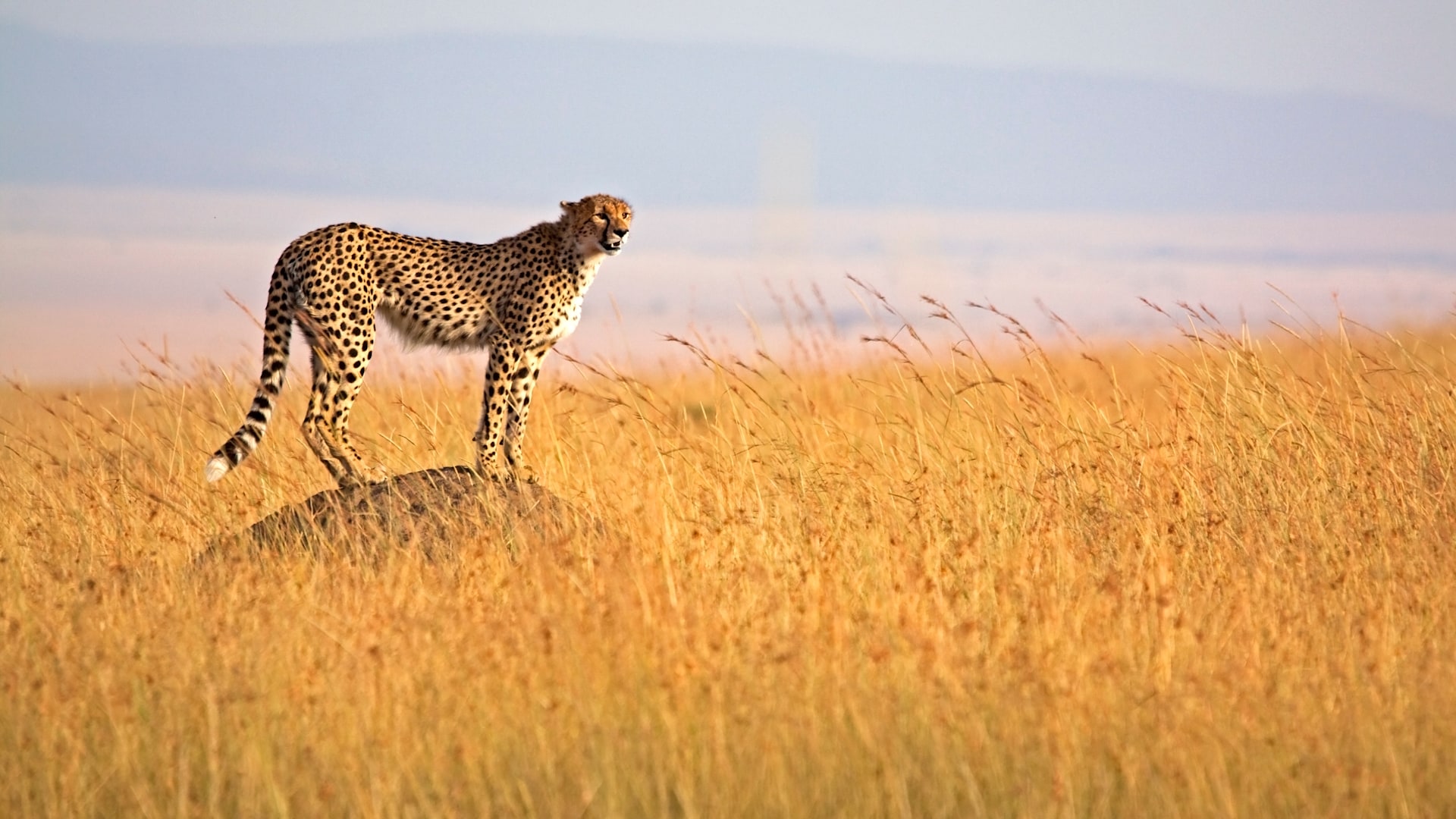 Maasai cheetah