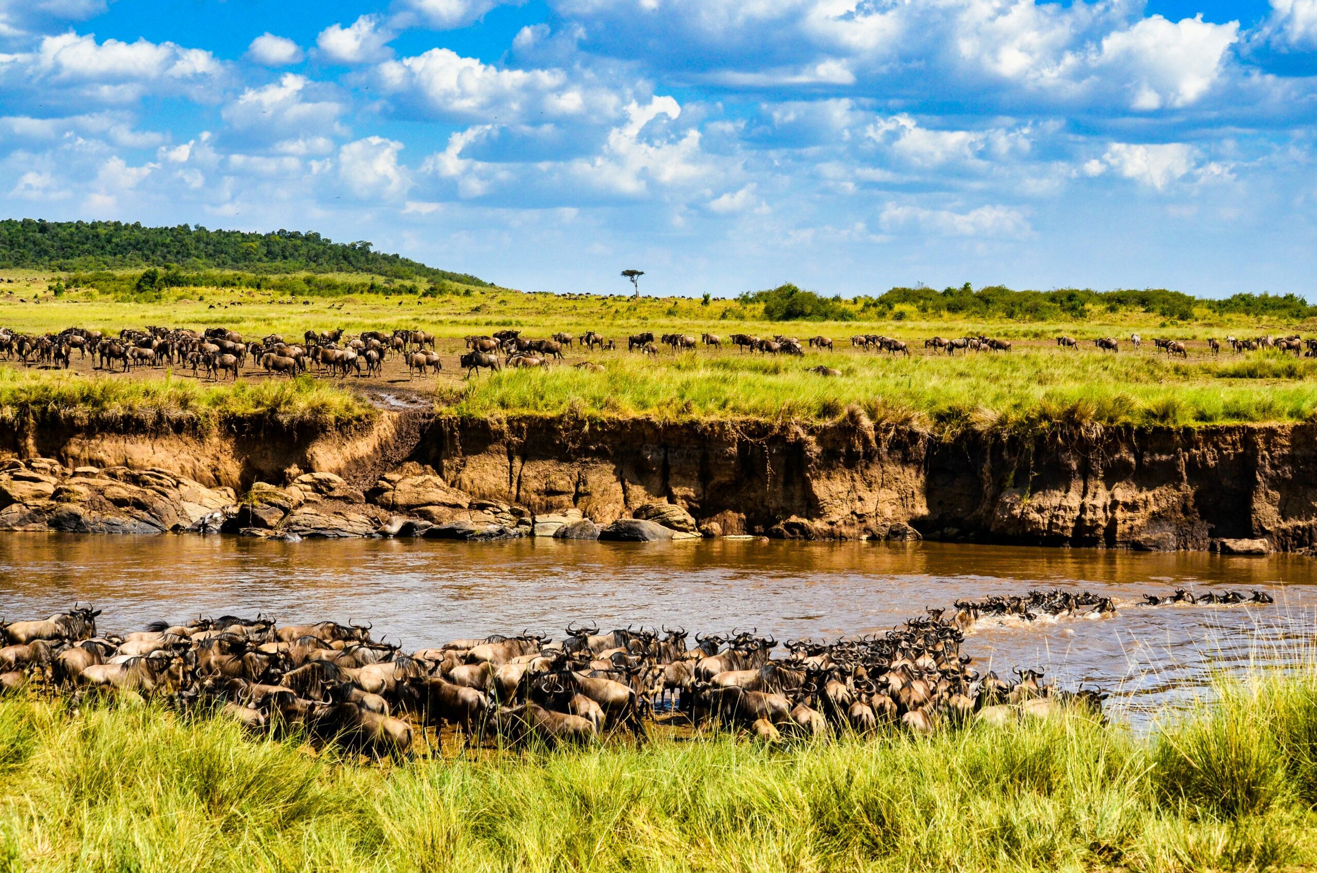 maasai mara (2)