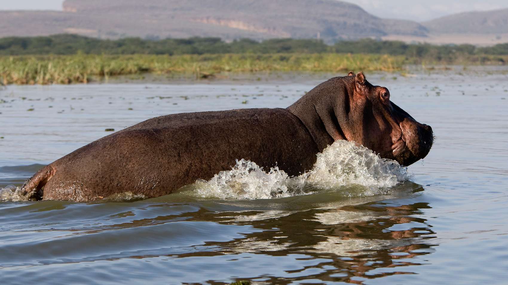 Lake Naivasha Africompass