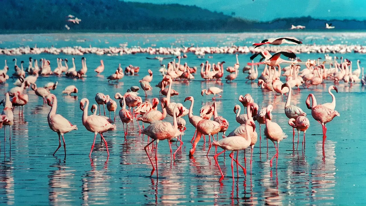 lake nakuru africompass (1)