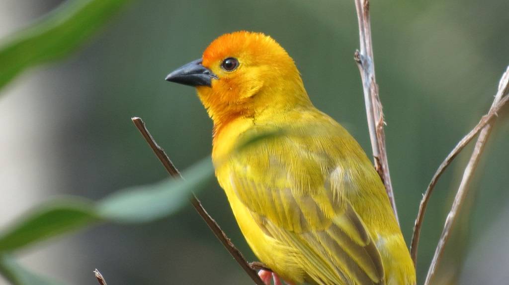 Golden-Palm-Weaver