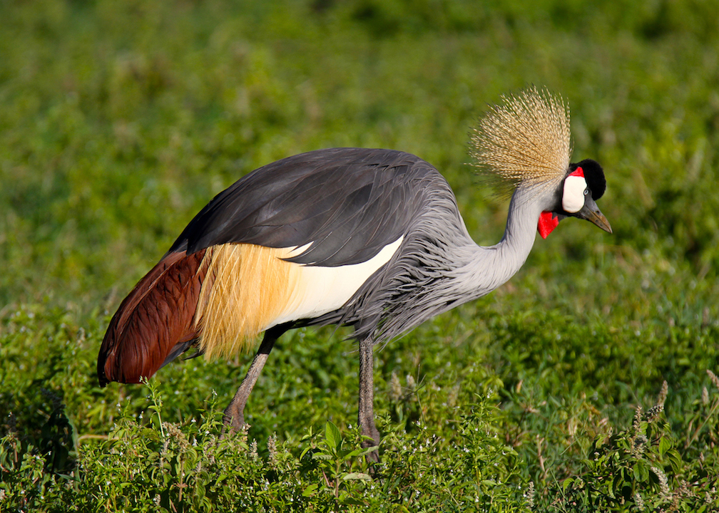 Grey-Crowned-crane_0