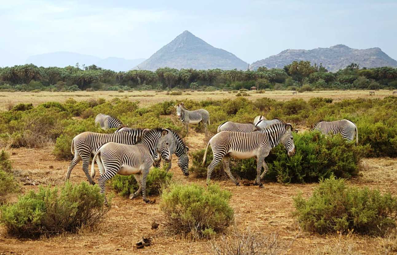 Grévy's zebras, Equus grevyi, in the Samburu National Reserve in Kenya.