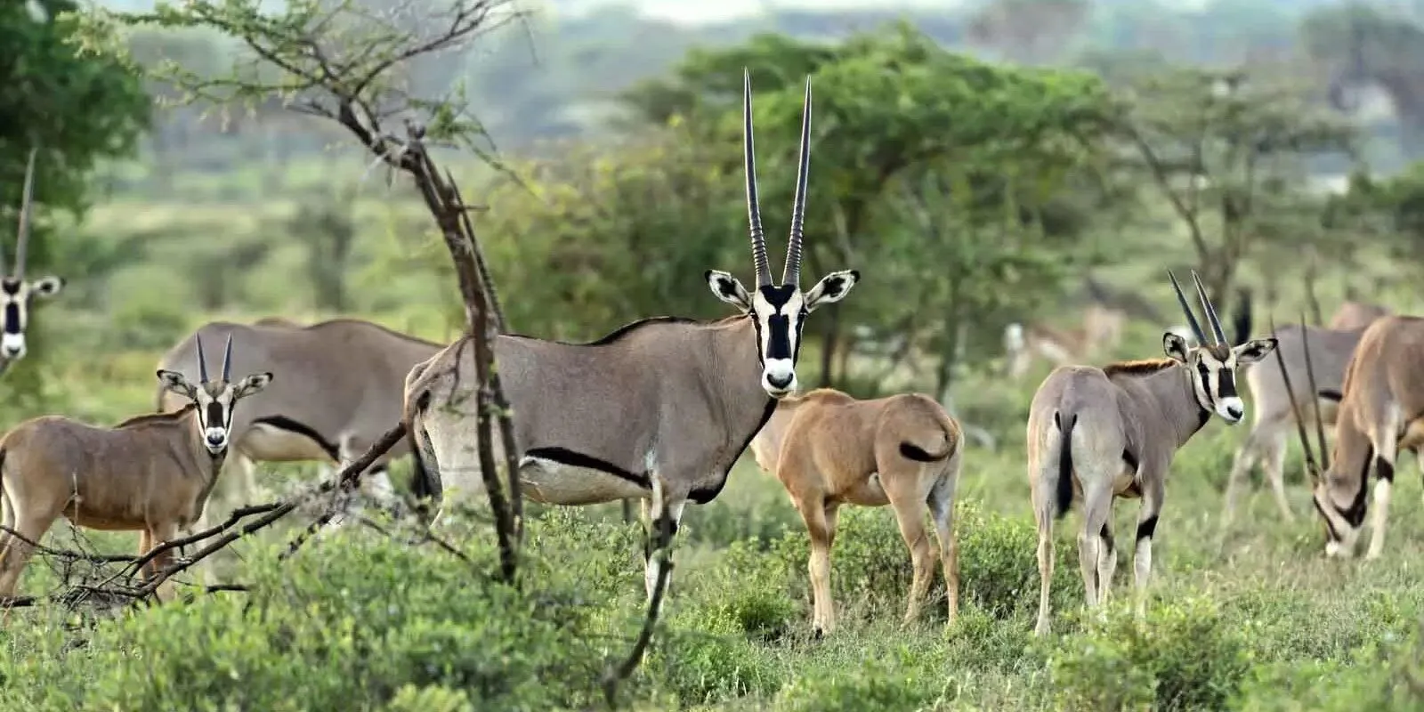 Samburu-beisa-oryx-copy-1600x800