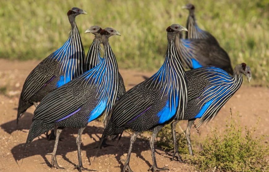 Samburu_Birds-870x555