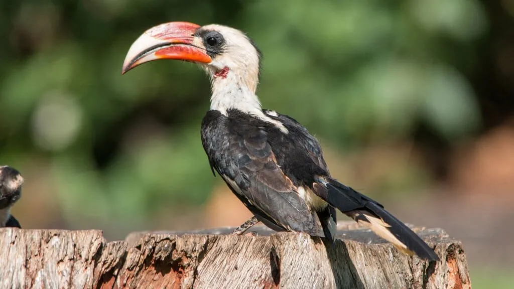 Von-der-Deckans-hornbill-Tockus-deckeni-at-Kilaguni-Serena-Lodge-Tsavo-West-National-ParkBird-Watching-Spots-in-Kenya