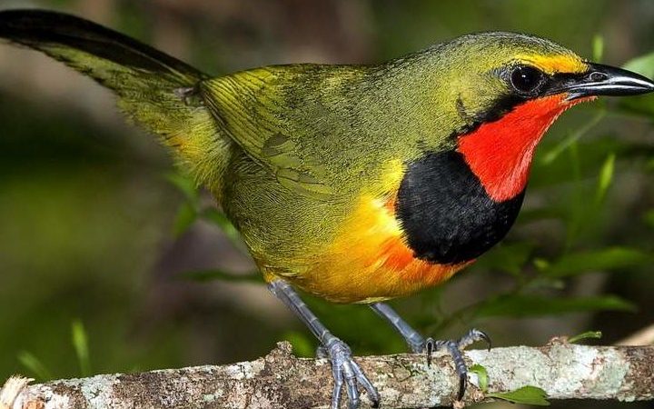 kenyan birds