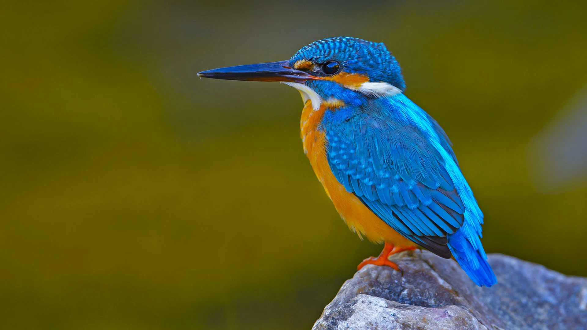 kingfisher bird