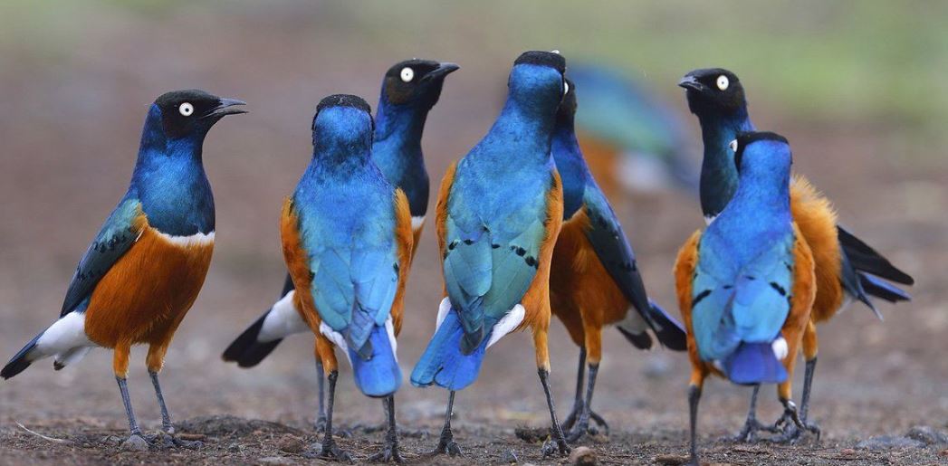 masai-mara-birds-3