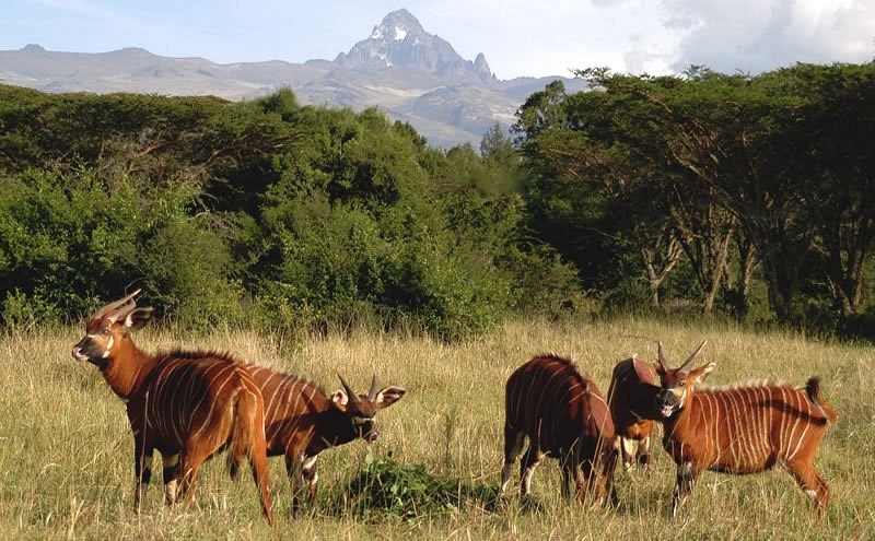 mountain-bongos