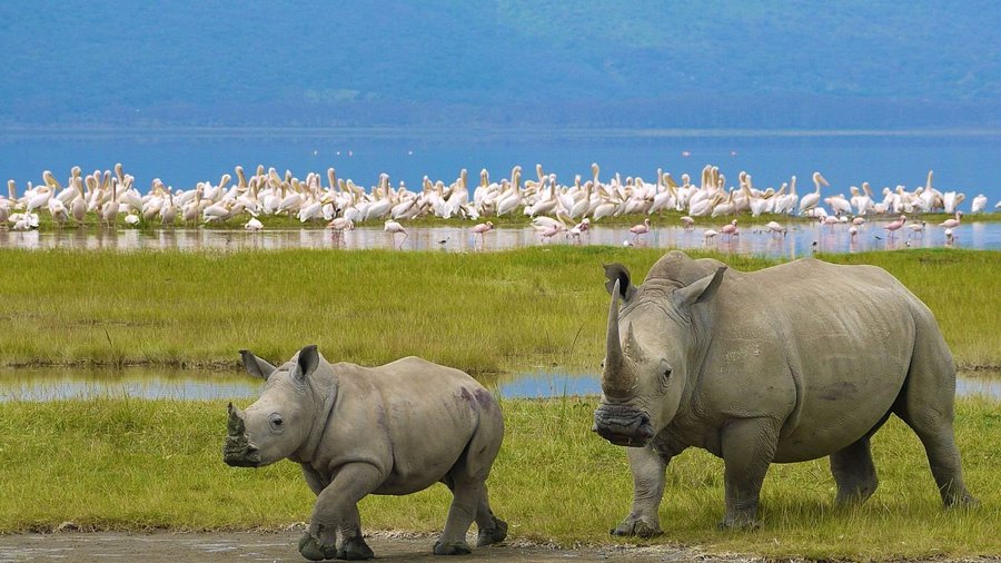 nakuru-national-park