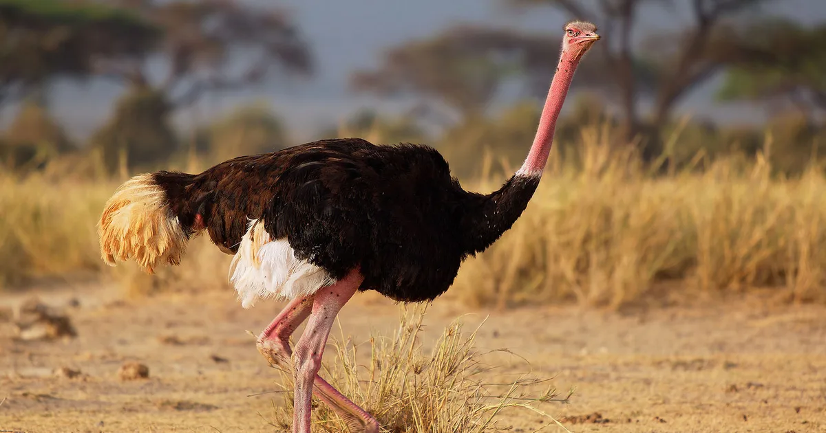 ostrich bird