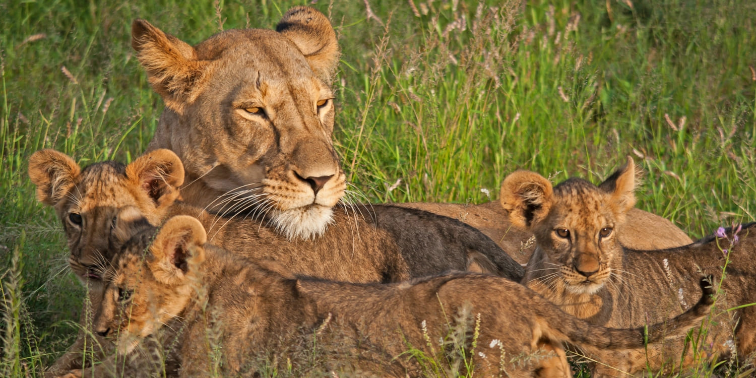 samburu-safari-cost-price