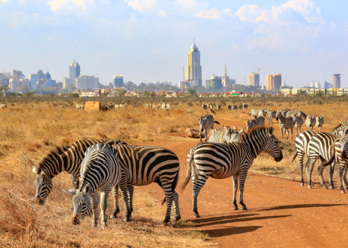 Zebra nairobi