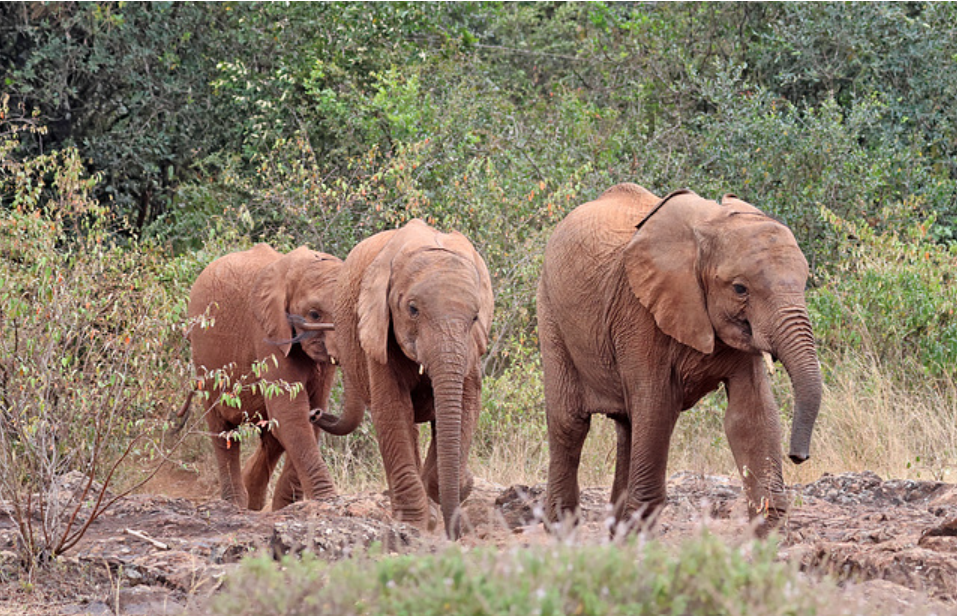 Tourists at Sheldrick Nairobi