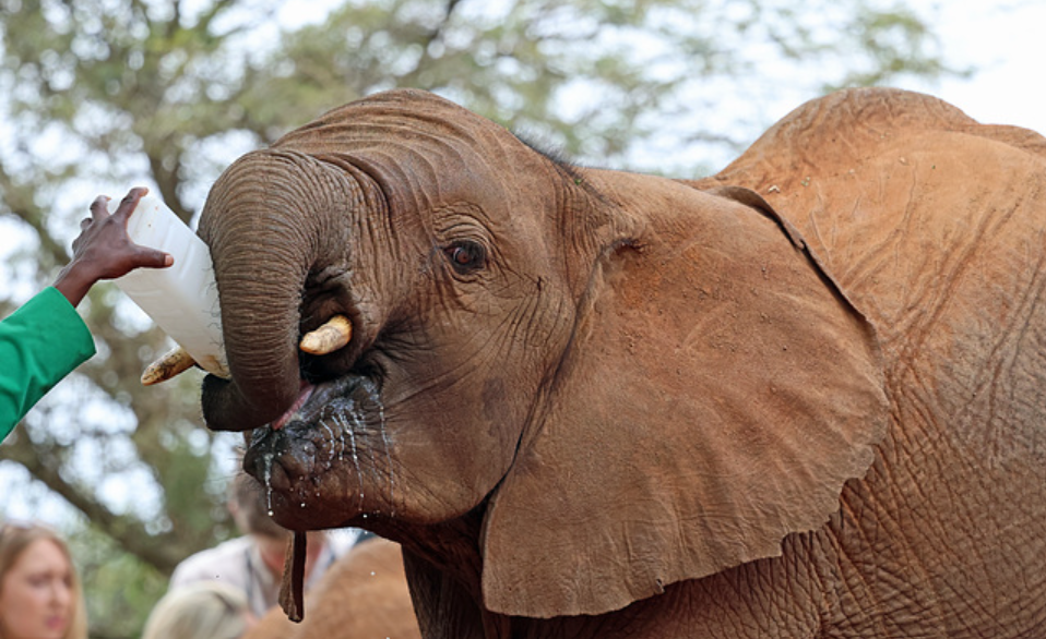 Elephant feeding time at Sheldrick