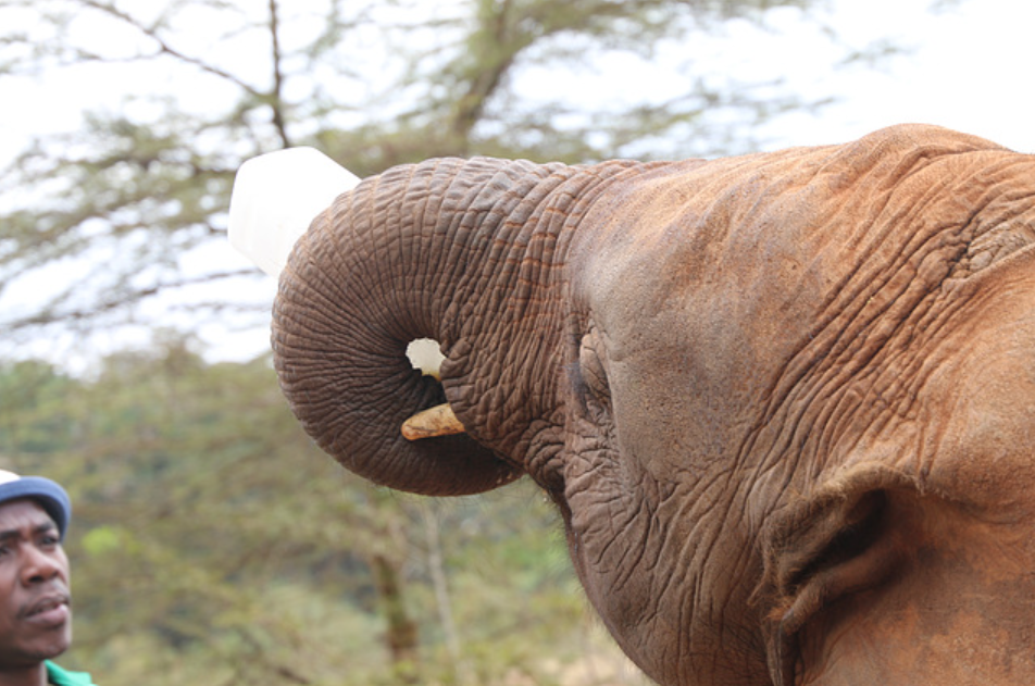 Adopt an Elephant at Sheldrick