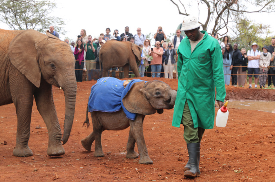 Elephant mud bath at Sheldrick