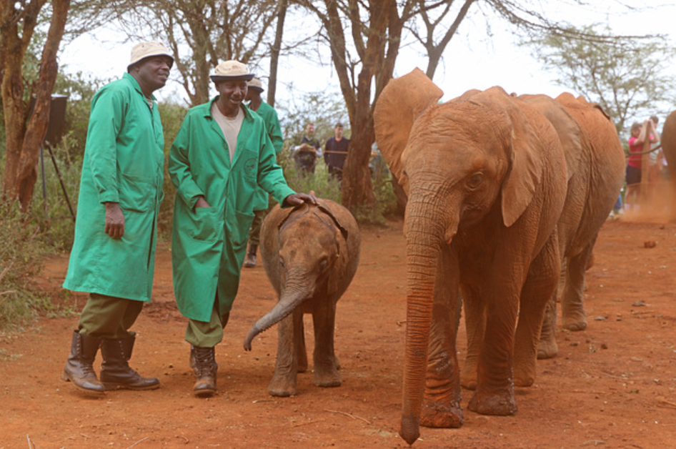 Visitors enjoying Sheldrick Orphanage