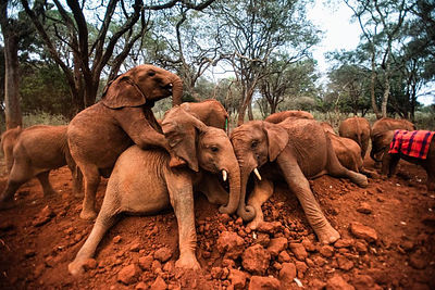 Baby elephant feeding at Sheldrick Orphanage