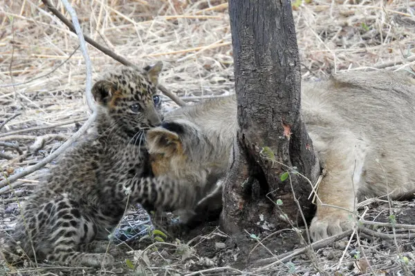 Adopted leopard cub with lioness