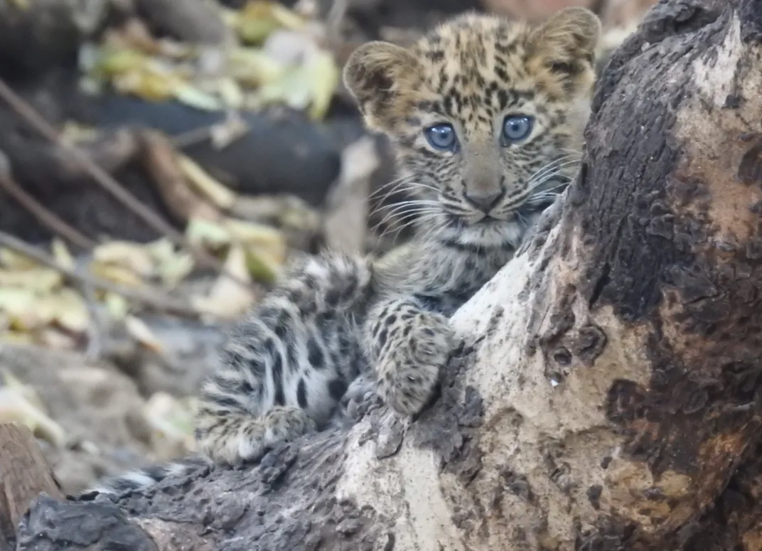 Close-up of leopard cub