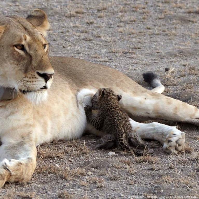 Lioness with leopard cub