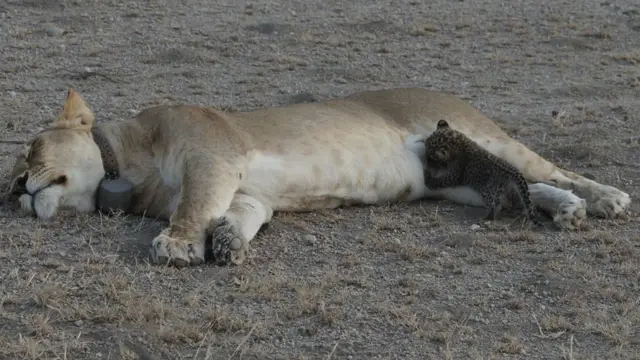 Lioness feeding leopard cub