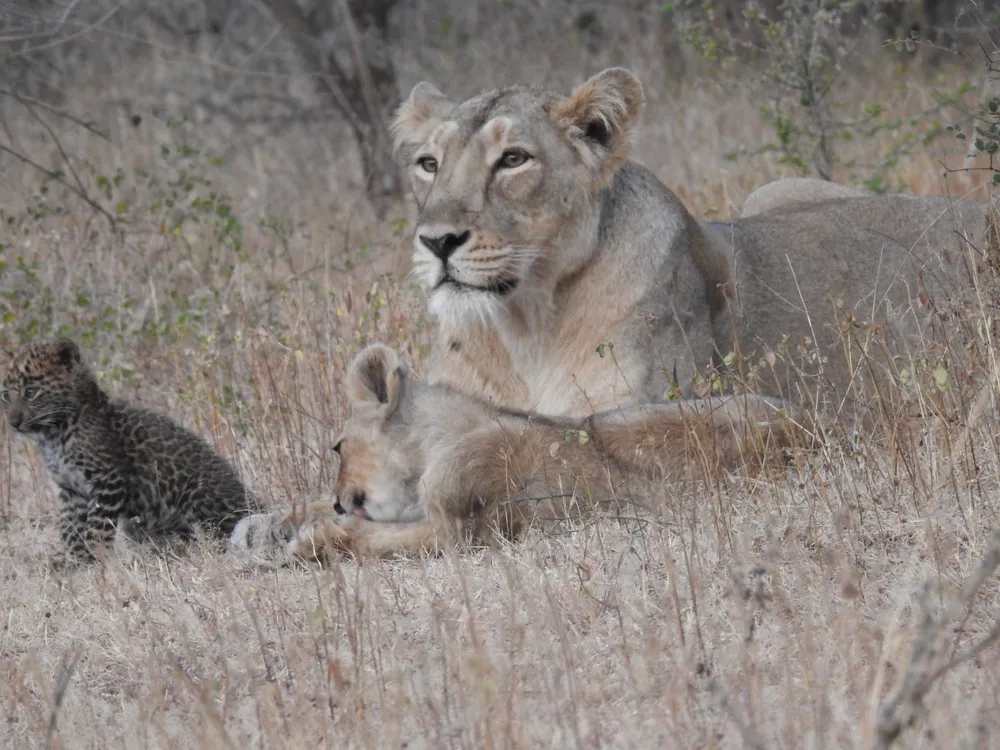 Lioness caring for leopard cub