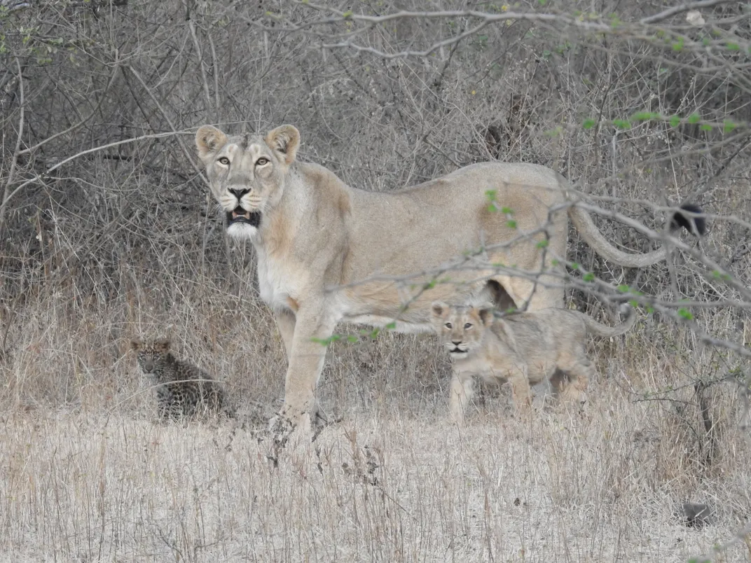 Lion and leopard cub together