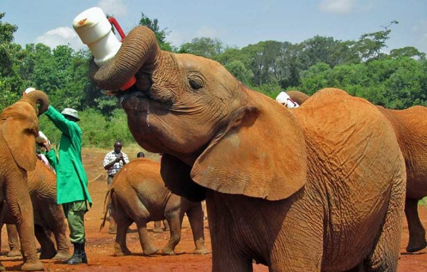 Sheldrick Elephant Orphanage Nairobi