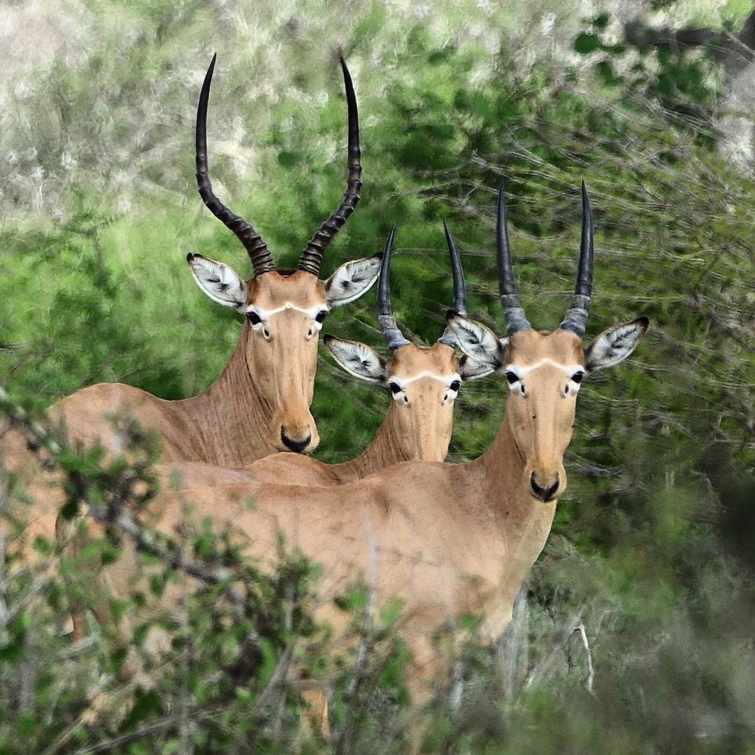 Hirola Antelope in Kenya