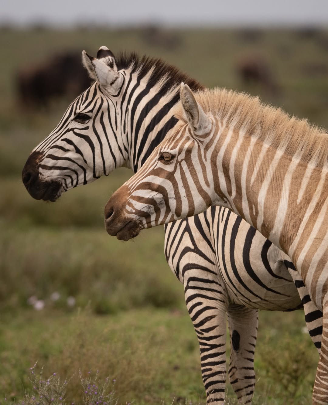 Golden Zebra in Kenya
