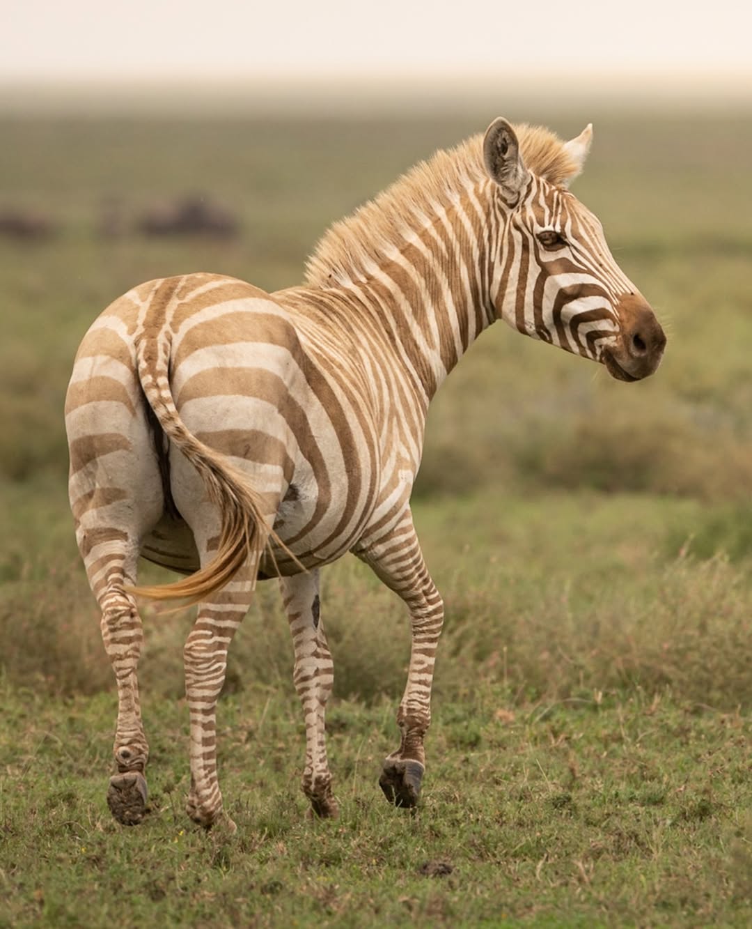 Rare White Zebra