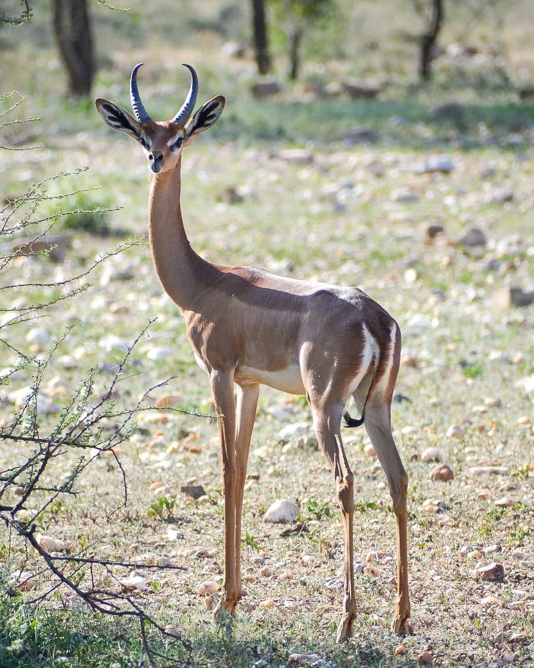 Male Gerenuk Kenya